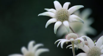 Retrouvez de la mobilité avec les Fleurs du Bush australien