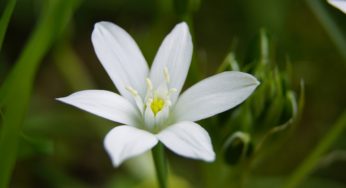 Dans les bras de Morphée avec les fleurs de Bach