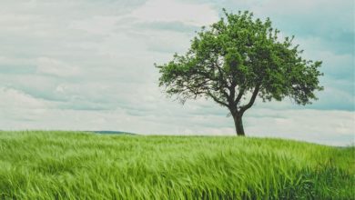 Comme un arbre qui a besoin d'eau