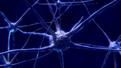 régénération des neurones