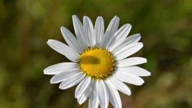 La Pâquerette