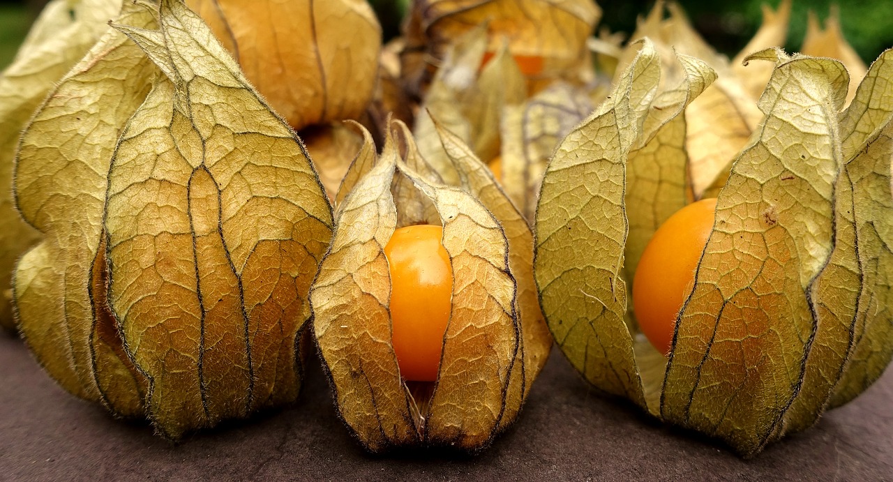 La Baie de Physalis, "amour en cage" Info Santé Nature — free download