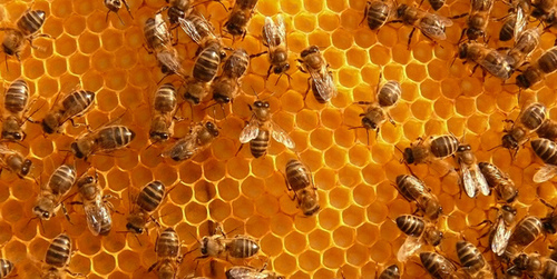 Les produits de la ruche pour être au top!