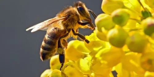 Lutter contre les agressions de l'hiver avec les produits naturels