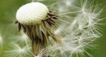 La phytothérapie pour détoxifier le foie : une alliée de l’amincissement.