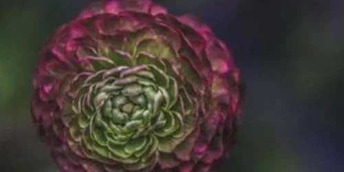 La naturopathie