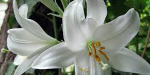 Le Lys blanc, fleur royale