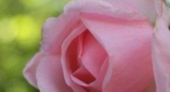 L’Huile de Rose Musquée du Chili