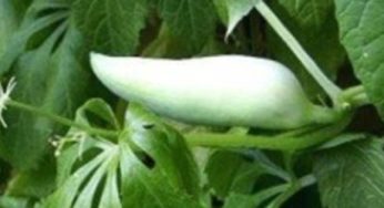 Le Caïgua du Pérou