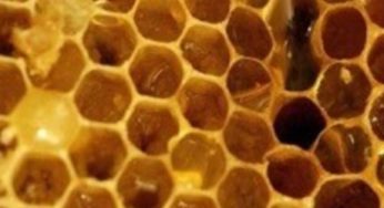 La Propolis, la protection des abeilles