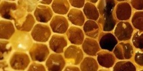 La Propolis, la protection des abeilles