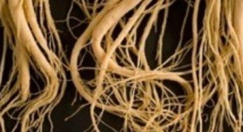 Le Ginseng, racine de vie