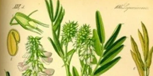 Le Galega