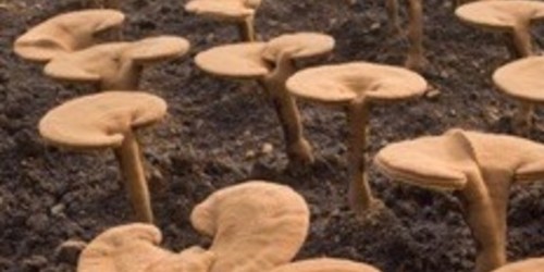 Le Reishi, champignon millénaire