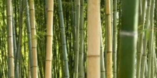 Le Bambou, fibre naturelle