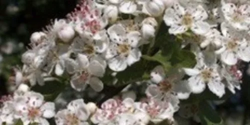 L'Aubépine, plante de cœur