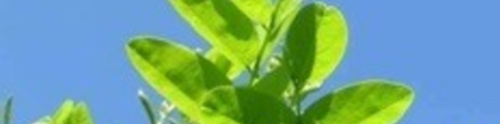 L'Acacia, arbre des oiseaux