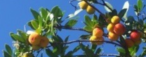 L'Arbousier, arbre à fraises