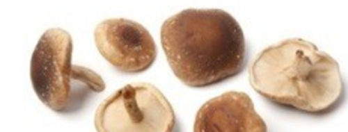 Le Shiitaké, champignon noir de Chine - Info Santé Nature