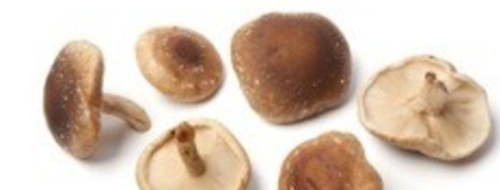 Le Shiitaké, champignon noir de Chine