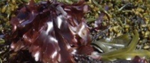 La Dulse, algue rouge du Finistère