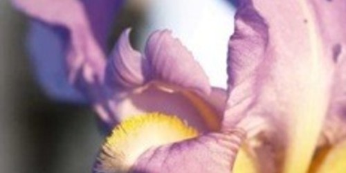La Violette, fleur d'Anjou