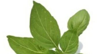 Le Basilic, herbe royale