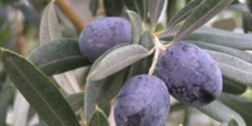 L'Huile d'Olive, délicieuse et bienfaisante