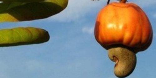La Noix de Cajou et le diabète