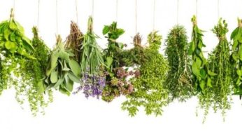 6 plantes qui soulagent les hémorroïdes