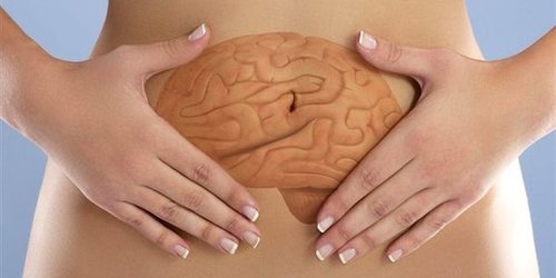 L’intestin, un cerveau implanté dans le ventre