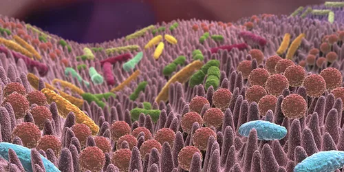 Qu’est-ce qu’une flore intestinale en bonne santé ?