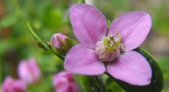 Les Fleurs du Bush australien pour une nuit paisible
