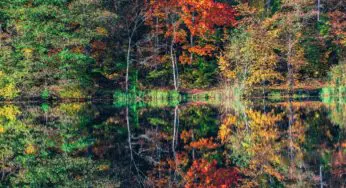 NATUROPATHIE DE L’AUTOMNE : JE VOUS DIS TOUT !